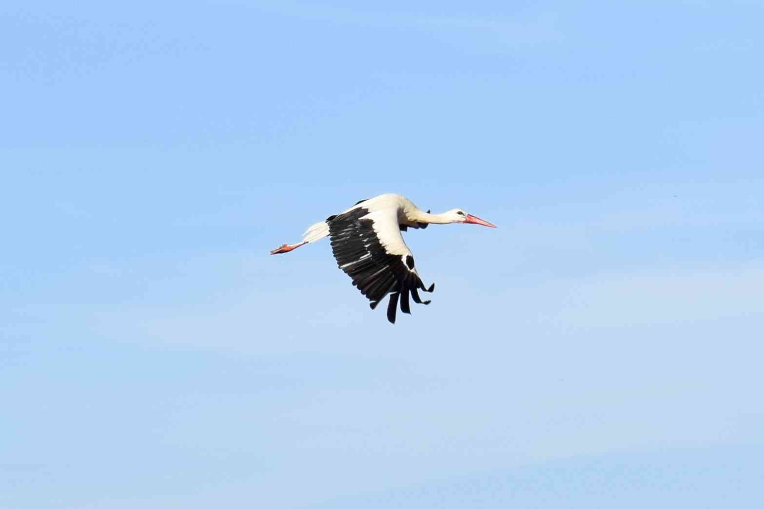 fliegender Storch 